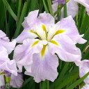 (ビオトープ)水生植物 花菖蒲 ピンクフロスト 薄桃色六英花(1ポット)