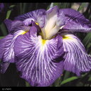 （ビオトープ）水辺植物　花菖蒲　舞扇（マイオウギ）肥後系紫地白筋六英花（1ポット）