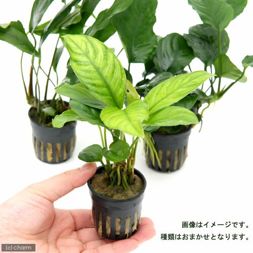 �ʿ���ˤ��ޤ������̥ӥ�����3�糧�åȡʷ�3�ݥå�ʬ��