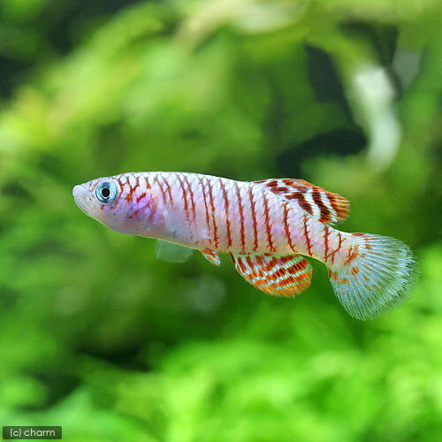 （熱帯魚）ノソブランキウス・ヴィルガタス（1ペア） 北海道・九州航空便要保温