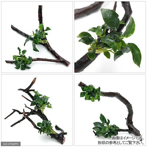 （水草）アヌビアスナナ　プチ　枝状流木（約10cm〜）　Sサイズ　（水上葉）（1本）