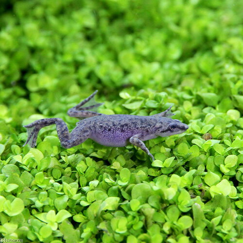 ��ξ����˥ҥ�ĥᥬ�����10ɤ�ˡ��̳�ƻ���彣�Ҷ������ݲ�