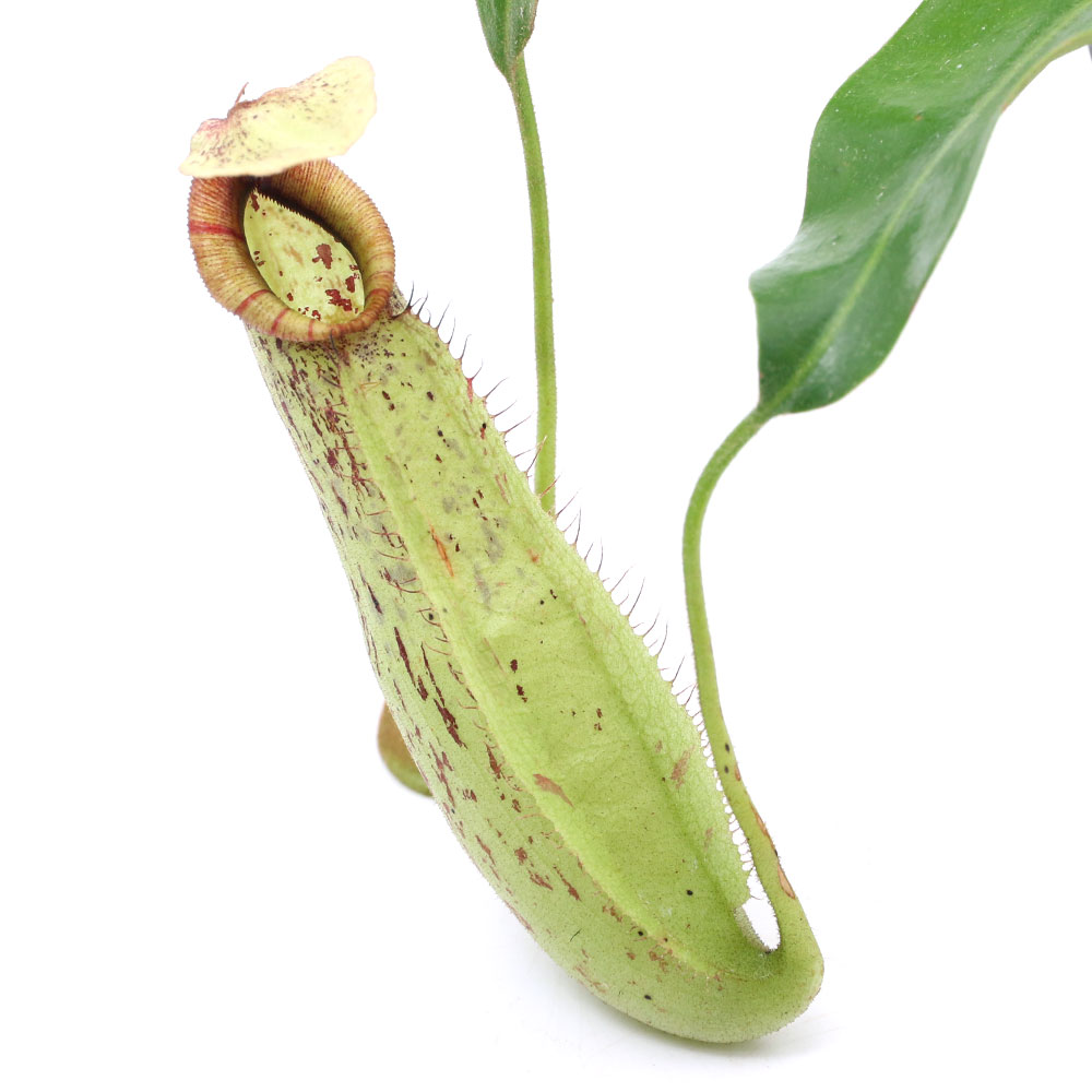 （食虫植物）ウツボカズラ　ネペンテス　ダイエリアナ　2．5～3号（1ポット）【HLS_DU】