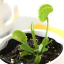 （食虫植物）ハエトリソウ　シャークティース　2．5〜3号（1ポット）