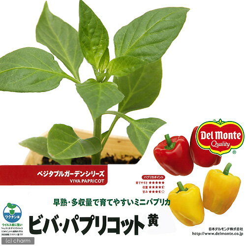 （観葉植物）デルモンテ　野菜苗　パプリカ　ビバ・パプリコット　黄色　3号（1ポット）　家庭菜園【HLS_DU】