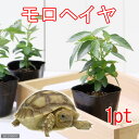 (観葉植物)野菜苗 健康野菜 モロヘイヤ 2.5~3号(1ポット) 家庭菜園