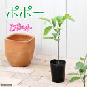 （観葉植物）果樹苗　ポポー　3．5号（1ポット）　家庭菜園【HLS_DU】