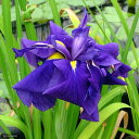 (ビオトープ)水生植物 花菖蒲 鸞鳳(ランポウ)肥後系濃紫六英花(1ポット)