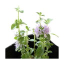 (観葉植物)ハーブ苗 ミント ペニーロイヤルミント 3号(3ポット) 虫除け植物 家庭菜園