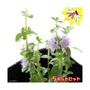 （観葉植物）ハーブ苗 ミント ペニーロイヤルミント 3号（5ポット） 虫除け植物 家庭菜園【HLS_DU】