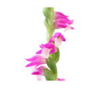 (山野草)ネジバナ(モジズリ)2.5号( 3ポット)(休眠株) (山野草)ネジバナ(モジズリ)2.5号( 3ポット)(休眠株)