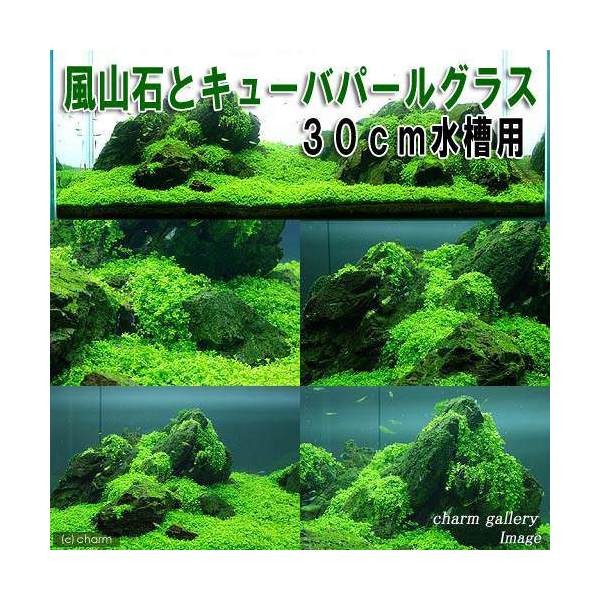 （水草）風山石とキューバパールグラス　30cm水槽用レイアウトセット（水上葉）（無農薬）　本州四国限定