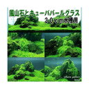 （水草）風山石とキューバパールグラス 30cm水槽用レイアウトセット（水上葉）（無農薬） 本州四国限定