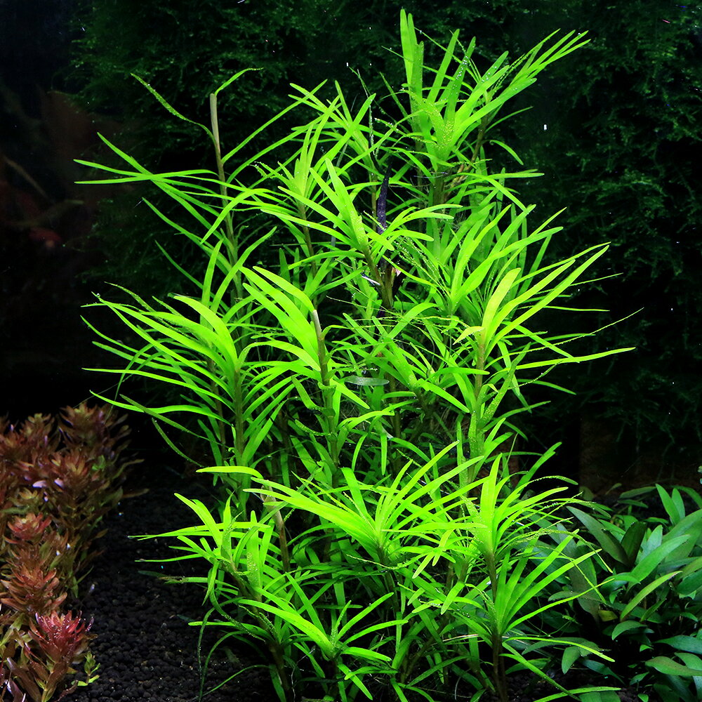 （水草）エイクホルニアsp．サンフランシスコ（無農薬）（1本）