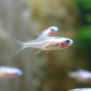 ホワイト ネオンの飼い方 餌 繁殖 寿命は 白いボディに青いラインが美しい Road To Aquarist ホワイト ネオンの飼い方 餌 繁殖 寿命は 白いボディに青いラインが美しい Road To Aquarist
