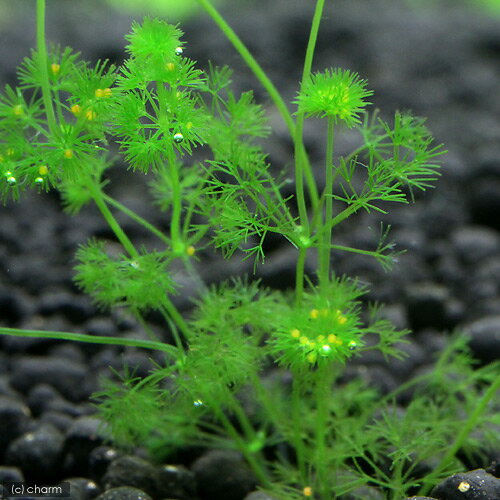 （水草）マロンフラスコモ（無農薬）（5本）