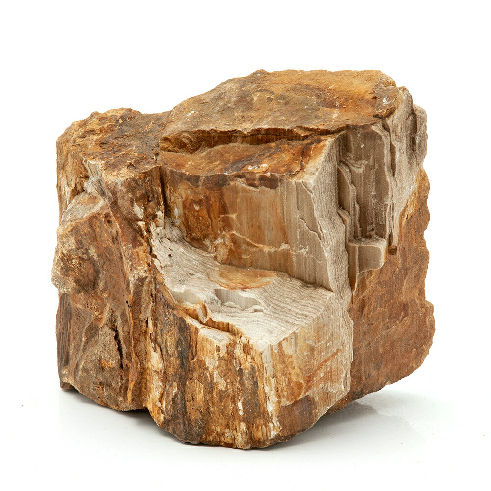 形状お任せ 木化石 Lサイズ（約15~20cm） 1個