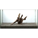 アクアF人気商品！【流木】水景BONSAI　菩提樹　Lサイズ　n-4　高級変わり流木神戸店在庫品