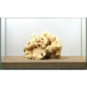 一点物　化石サンゴ　親石　60cm水槽用　857400【HLS_DU】　関東当日便