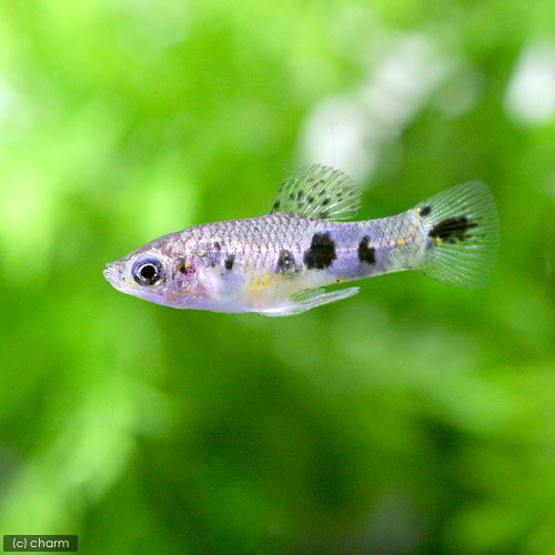 （熱帯魚）リミア　ヴィッタータ（1ペア）　北海道・九州航空便要保温