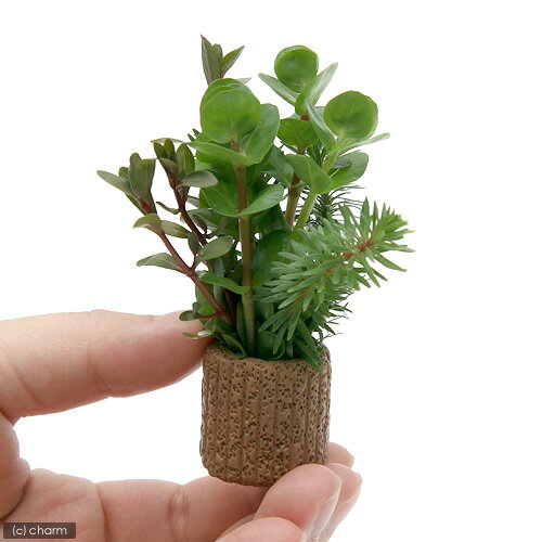 �ʿ���˥饤�եޥ������˥�����ߥå����ʿ���աˡ�̵�����ˡ�1�ġ�