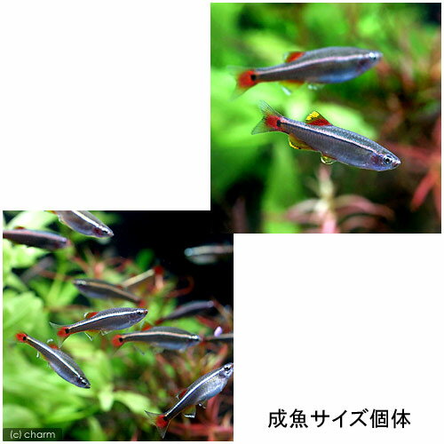 ��Ǯ�ӵ������¡������ҥ졡S��������50ɤ�ˡ��̳�ƻ���彣�Ҷ������ݲ�