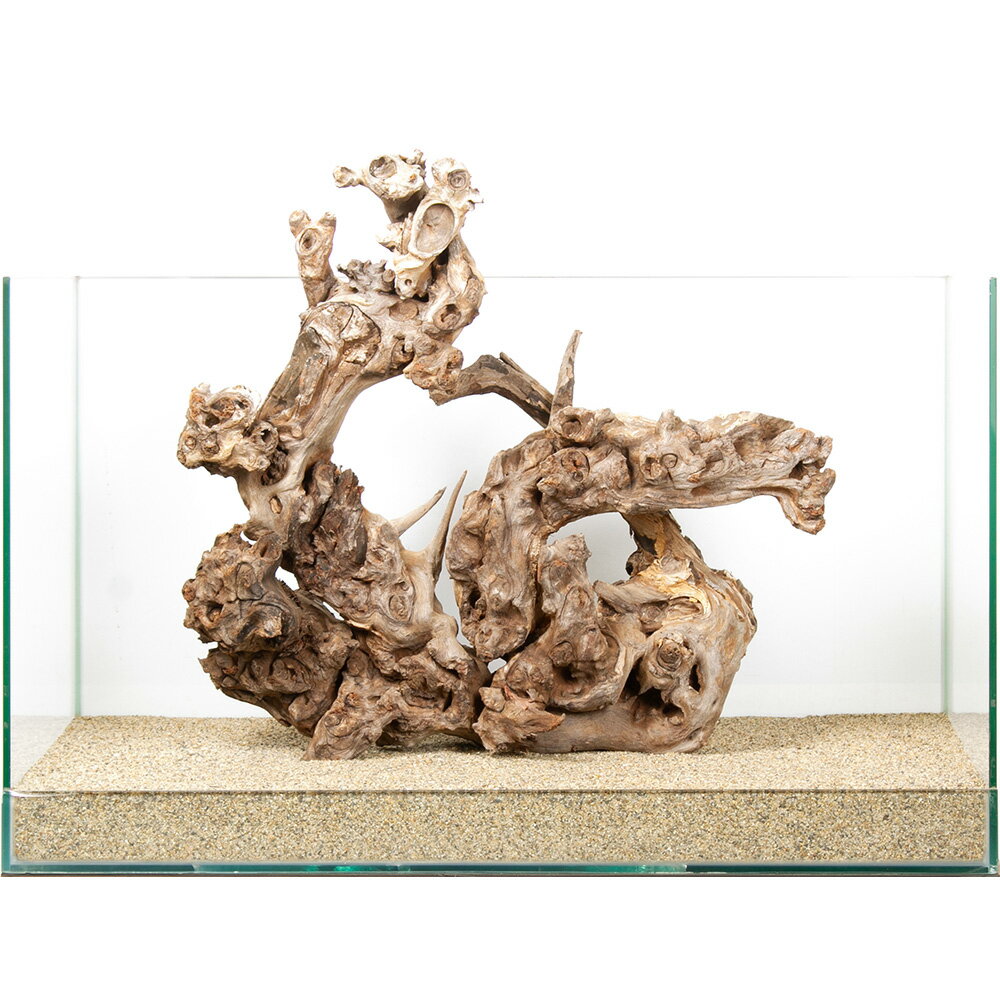 一点物　サンゴウッド　60cm水槽用　880212　関東当日便