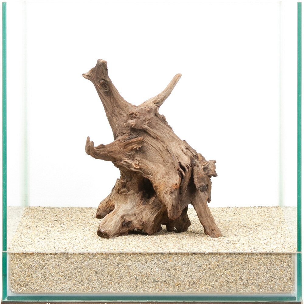 一点物　ディアーホーンウッド　30cm水槽用　880478　関東当日便