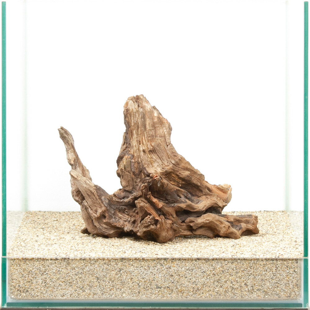一点物 ディアーホーンウッド 30cm水槽用 880484 関東当日便