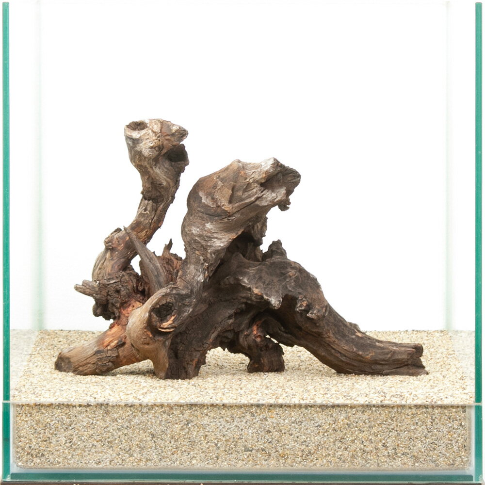 一点物　ドリフトウッド　30cm水槽用　880496　関東当日便