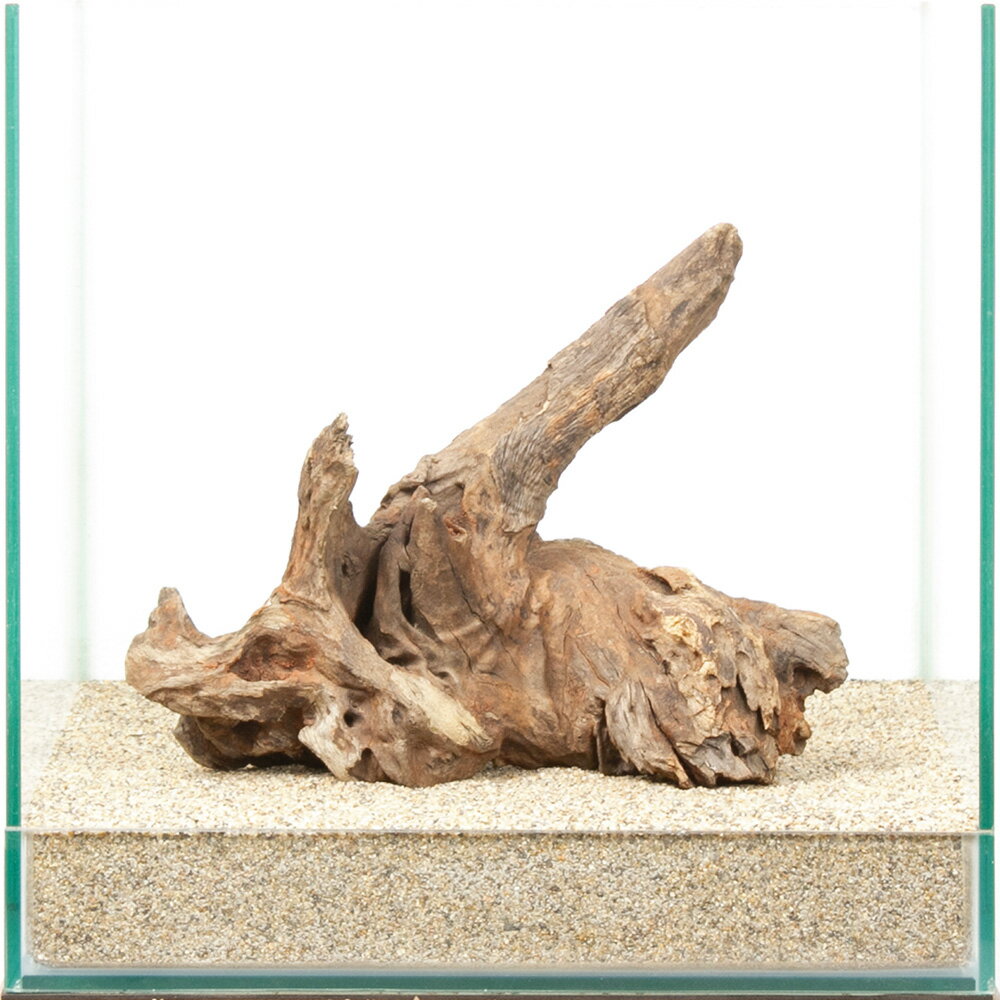 一点物　ドリフトウッド　30cm水槽用　880498　関東当日便