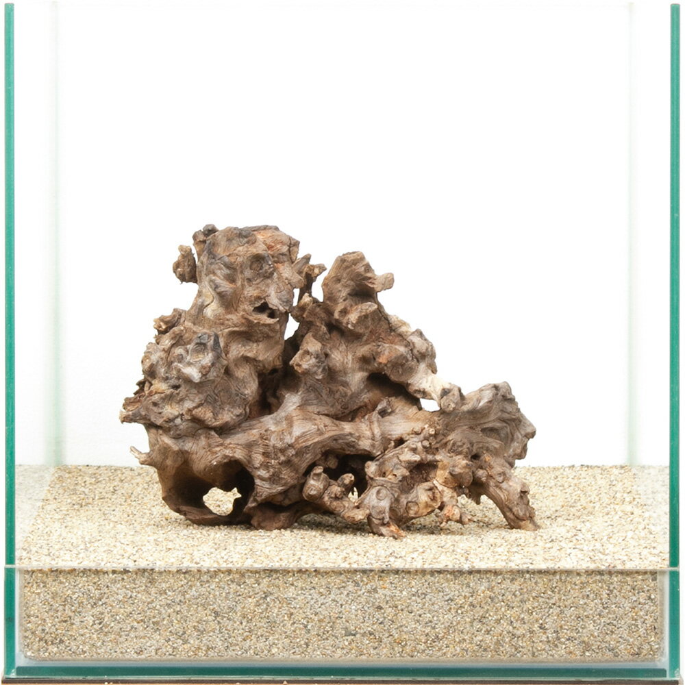 一点物 サンゴウッド 30cm水槽用 880511 関東当日便