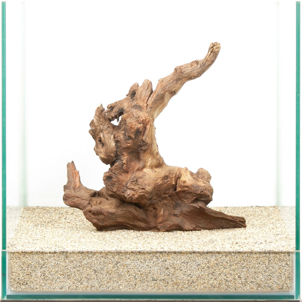 一点物 サンゴウッド 30cm水槽用 880513 関東当日便