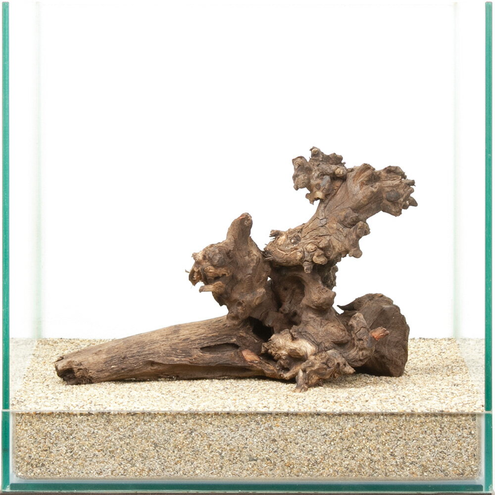 一点物　サンゴウッド　30cm水槽用　880515　関東当日便