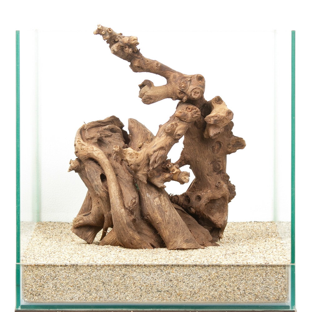 一点物 サンゴウッド 30cm水槽用 880517 関東当日便