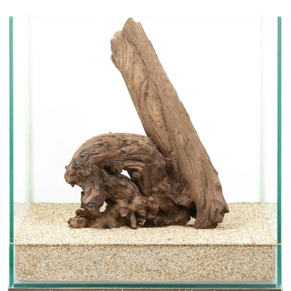 一点物　サンゴウッド　30cm水槽用　880519　関東当日便