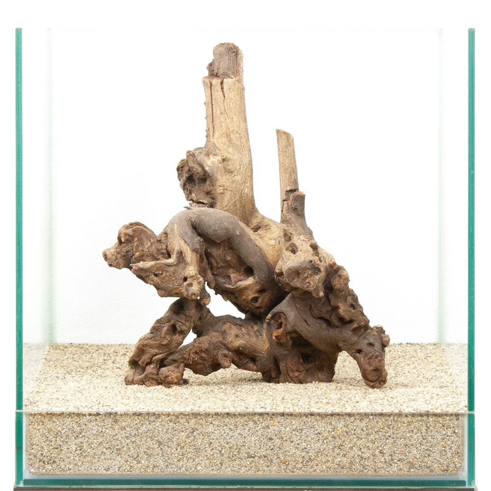一点物 サンゴウッド 30cm水槽用 880521 関東当日便