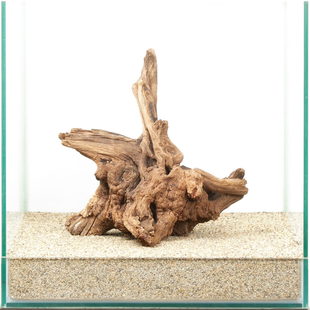 一点物　ディアーホーンウッド　30cm水槽用　880581　関東当日便