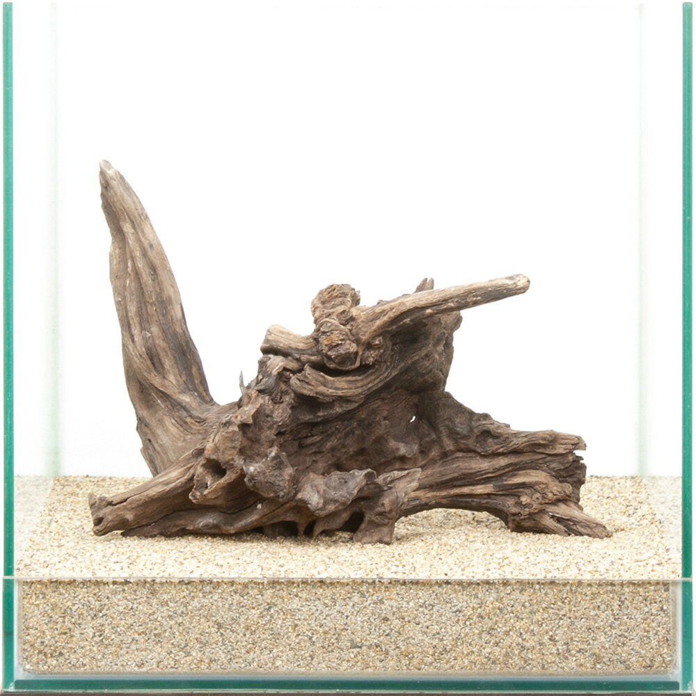 一点物 ディアーホーンウッド 30cm水槽用 880584 関東当日便