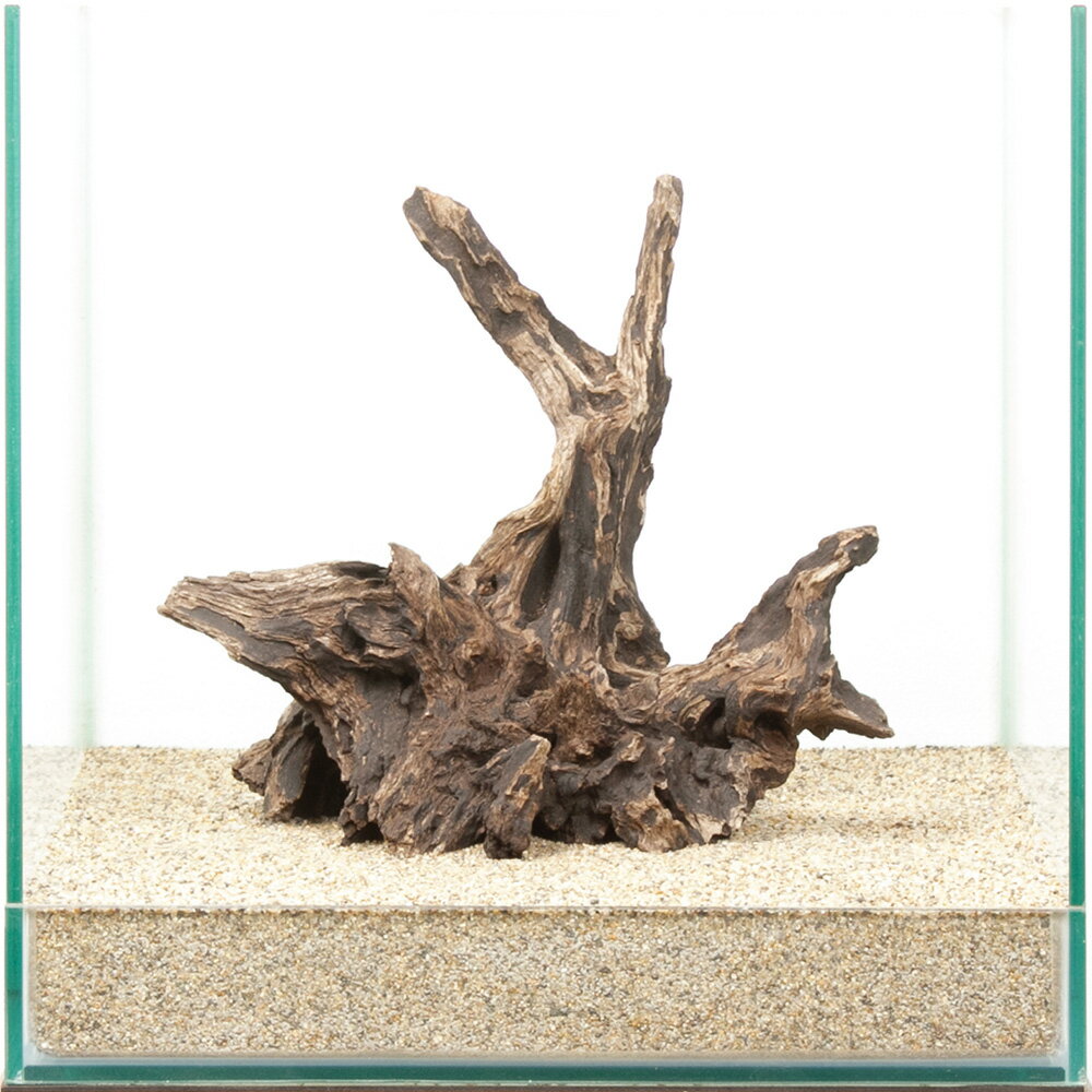 一点物　ディアーホーンウッド　30cm水槽用　880585　関東当日便