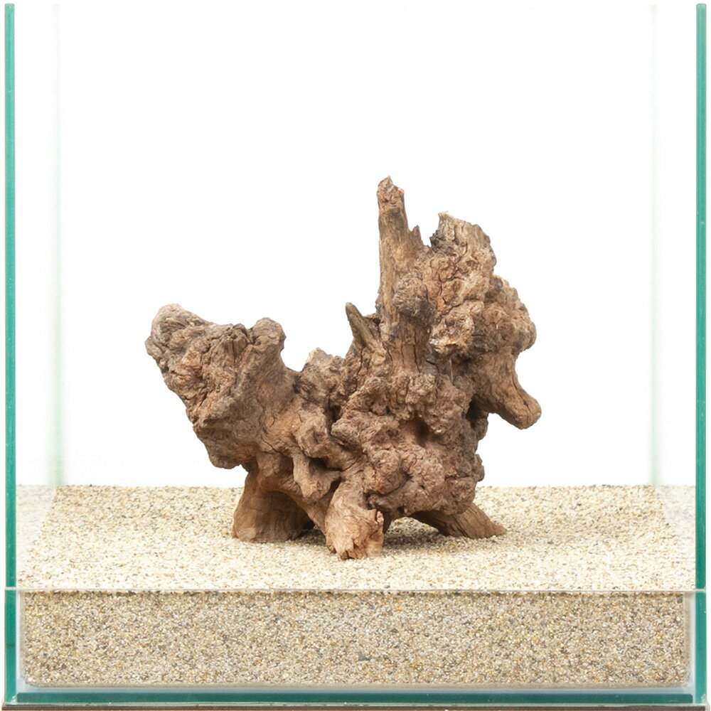 一点物　ディアーホーンウッド　30cm水槽用　880591　関東当日便