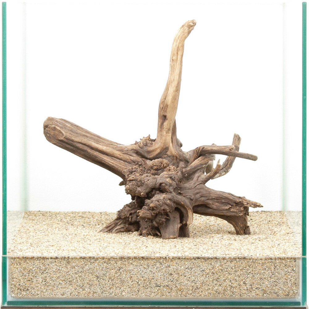 一点物　ディアーホーンウッド　30cm水槽用　880593　関東当日便