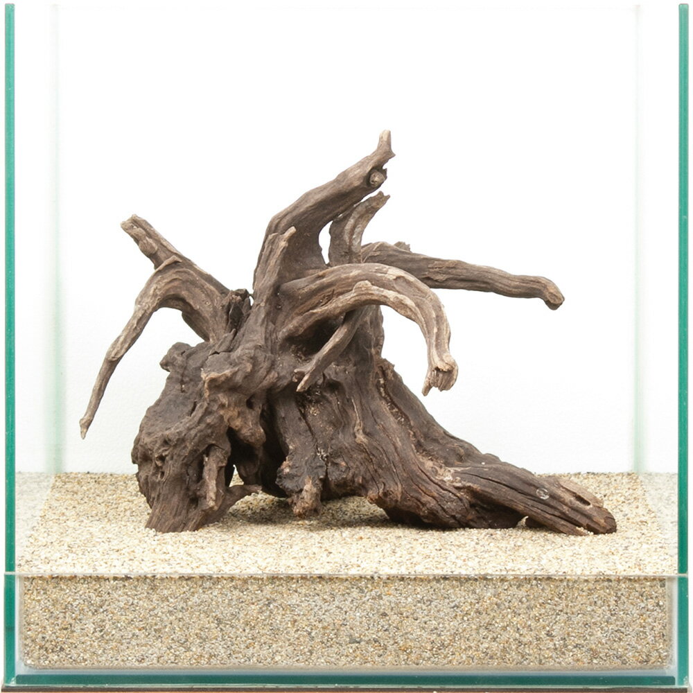 一点物　ディアーホーンウッド　30cm水槽用　880594　関東当日便