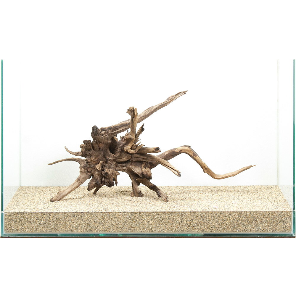 メーカー：レイアウト素材●この流木は【当店で煮込み済み】です。●半日〜1日煮込んでアク抜き作業および殺菌を施しておりますが、水槽投入後、流木自体の色素が出てしまう場合もございます。●流木からの色素は生体への影響がないとされておりますが、気になる場合は、活性炭等を使用して色味を除去するか換水を行ってください。選び抜かれた「ディアーホーンウッド」。この形状は世界に一つ。一点物　ディアーホーンウッド　60cm水槽用特長●数多の「ディアーホーンウッド」の中より厳選された、60cmクラスの水槽におすすめの選りすぐりの流木単体です。●掲載画像の形状の流木をお届けいたします。「これだ！」と思った流木をお選びください。●1個でも存在感は十分で、水槽内の上質な空間を演出します。●別売の他の流木や、石と組み合わせて用いても素敵なレイアウトを演出できます。●単体でも、他の素材と組み合わせても、レイアウトの幅は広がります。思い思いのオリジナルレイアウトをお楽しみください。数量1個サイズ（約）水槽サイズ：幅60×奥行30×高さ36cm ※流木を入れている水槽のサイズとなります。ご注意※撮影用の底床は田砂を使用しております。 ※お使いの底床によっては写真同様にセットできない場合があります。 ※場合によって流木、石を砂に埋めて立たせて撮影しています。 ※よく水洗いしてからご使用ください。 ※本品は煮出し済みですが、アクが出ないことを保証するものではありません。気になる場合は活性炭などを併用して、対処をお願いいたします。（水草）アヌビアスナナ（水上葉）（1ポット分）形状お任せ　煮込み済み　上質流木　雅〜みやび〜　Sサイズ（約15〜25cm）　3本　アクアリウム　レイアウト素材　流木形状お任せ　風山石　サイズミックス　3kg　国産品　30cm水槽向け　アクアリウム　レイアウト素材形状お任せ　風山石　Sサイズ（約8〜12cm）　3個　アクアリウム　レイアウト素材　お一人様10点限り … 流木／石　流木　60cm水槽用　流木・石　上質流木　ディアーホーンウッド　アクアリウム　一点物　1点物　レイアウト素材　アクアリウム用品　テラリウム　アクアテラリウム　パルダリウム　熱帯魚　水草　水草レイアウト　20260125　y26m01　q10_hidden■この商品をお買い上げのお客様は、下記商品もお買い上げです。※この商品には付属しません。■（水草）アヌビアスナナ（水上葉）（1ポット分）形状お任せ　煮込み済み　上質流木　雅〜みやび〜　Sサイズ（約15〜25cm）　3本　アクアリウム　レイアウト素材　流木形状お任せ　風山石　サイズミックス　3kg　国産品　30cm水槽向け　アクアリウム　レイアウト素材形状お任せ　風山石　Sサイズ（約8〜12cm）　3個　アクアリウム　レイアウト素材　お一人様10点限り