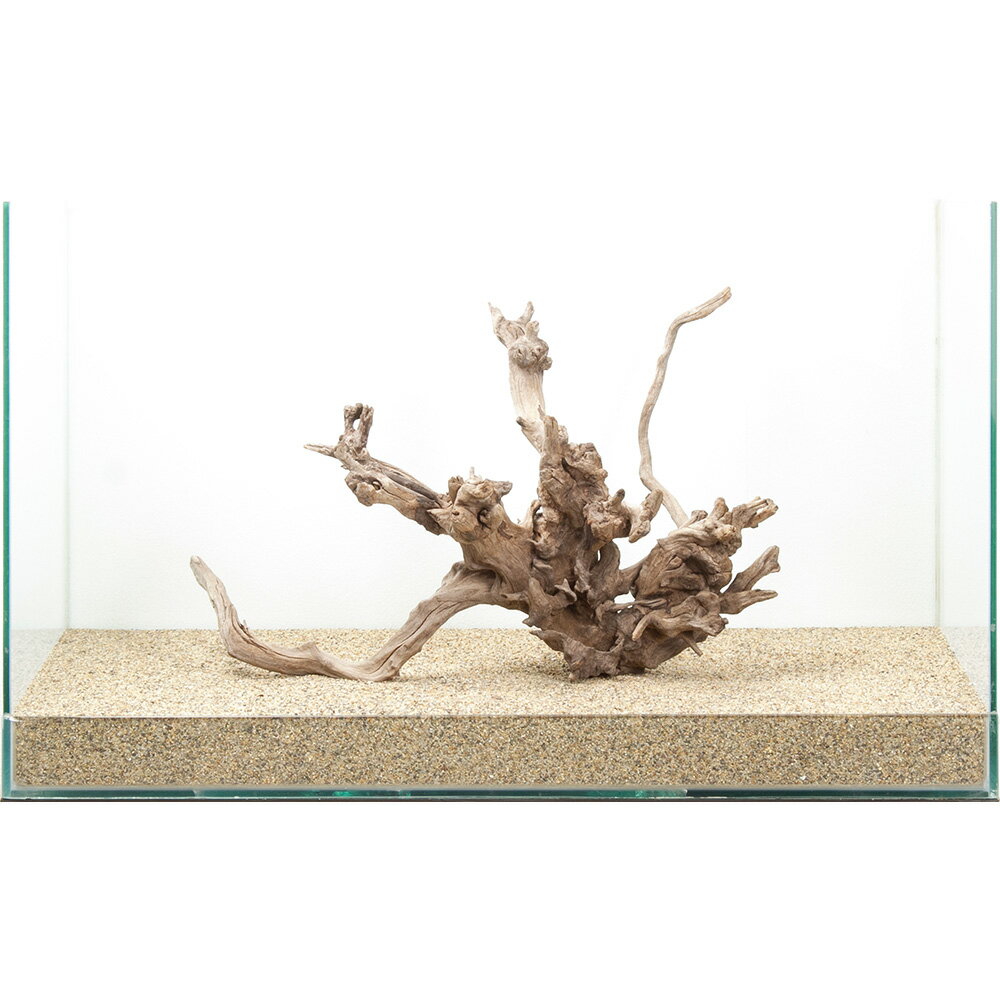 一点物 ディアーホーンウッド 60cm水槽用 880601 関東当日便