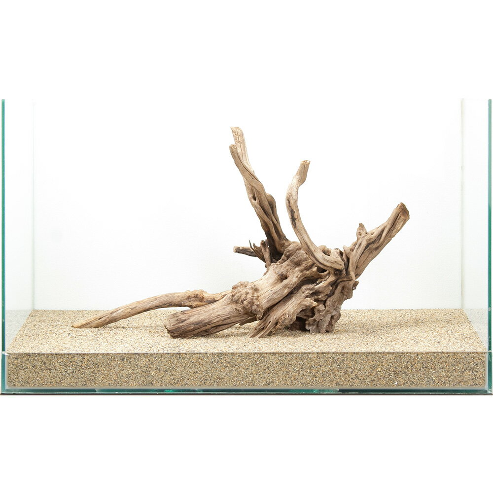 一点物 ディアーホーンウッド 60cm水槽用 880604 関東当日便