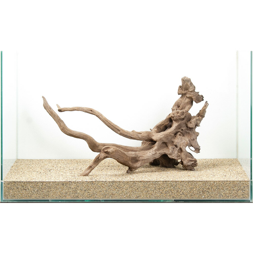 一点物 ディアーホーンウッド 60cm水槽用 880605 関東当日便