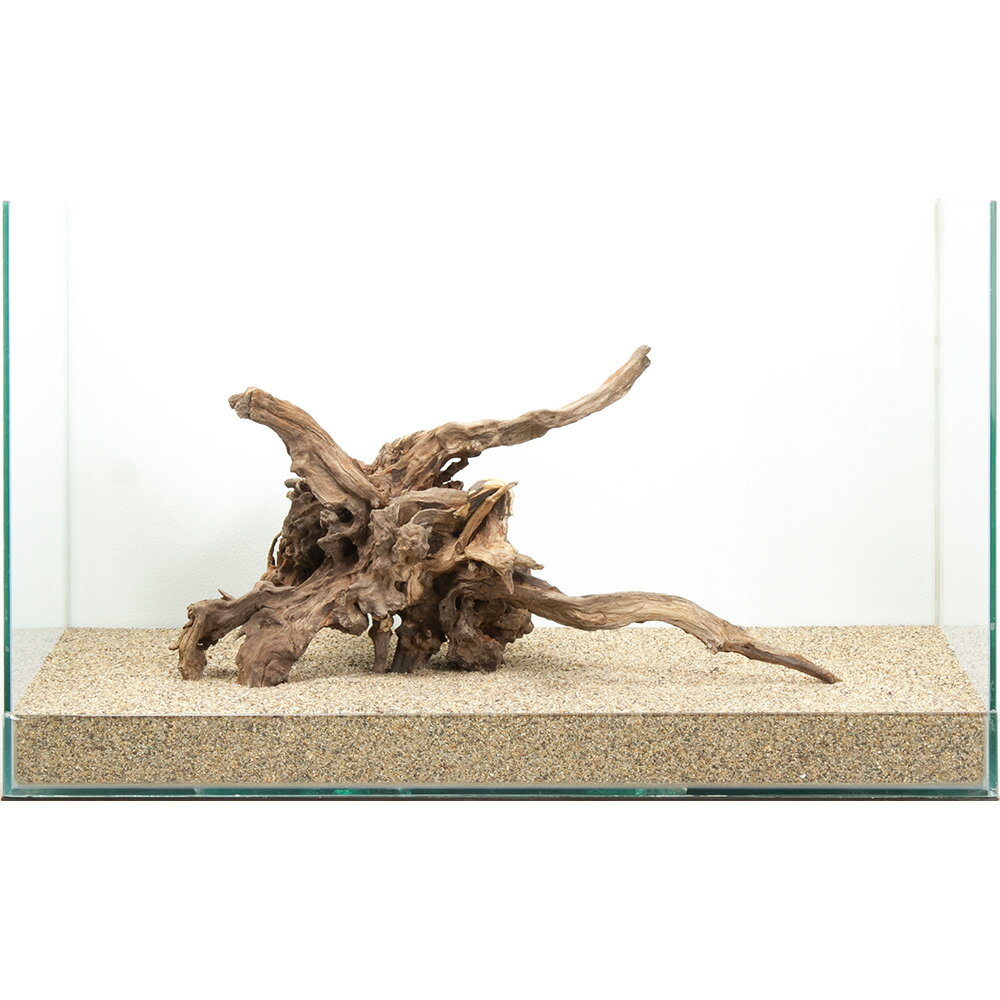 一点物 ディアーホーンウッド 60cm水槽用 880606 関東当日便