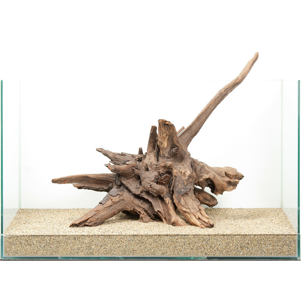 一点物 ドリフトウッド 60cm水槽用 880618 関東当日便