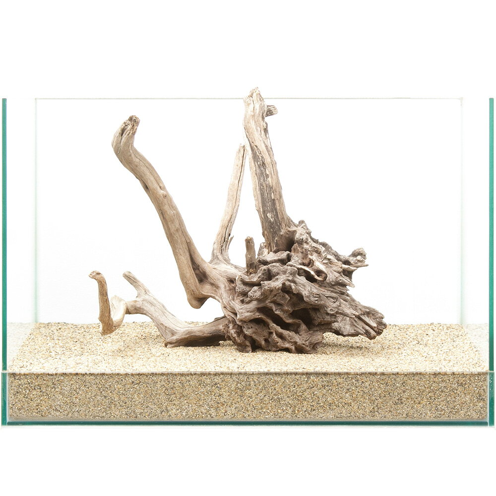 ●この流木は【当店で煮込み済み】です。●半日〜1日煮込んでアク抜き作業および殺菌を施しておりますが、水槽投入後、流木自体の色素が出てしまう場合もございます。●流木からの色素は生体への影響がないとされておりますが、気になる場合は、活性炭等を使用して色味を除去するか換水を行ってください。選び抜かれた「ディアーホーンウッド」。この形状は世界に一つ。一点物　ディアーホーンウッド　45cm水槽用特長●数多の「ディアーホーンウッド」の中より厳選された、45cmクラスの水槽におすすめの選りすぐりの流木単体です。●掲載画像の形状の流木をお届けいたします。「これだ！」と思った流木をお選びください。●1個でも存在感は十分で、水槽内の上質な空間を演出します。●別売の他の流木や、石と組み合わせて用いても素敵なレイアウトを演出できます。●単体でも、他の素材と組み合わせても、レイアウトの幅は広がります。思い思いのオリジナルレイアウトをお楽しみください。数量1個サイズ（約）水槽サイズ：幅45×奥行30×高さ30cm ※流木を入れている水槽のサイズとなります。ご注意※撮影用の底床は田砂を使用しております。 ※お使いの底床によっては写真同様にセットできない場合があります。 ※場合によって流木、石を砂に埋めて立たせて撮影しています。 ※よく水洗いしてからご使用ください。 ※本品は煮出し済みですが、アクが出ないことを保証するものではありません。気になる場合は活性炭などを併用して、対処をお願いいたします。（水草）アヌビアスナナ（水上葉）（1ポット分）形状お任せ　煮込み済み　上質流木　雅〜みやび〜　Sサイズ（約15〜25cm）　3本　アクアリウム　レイアウト素材　流木形状お任せ　風山石　サイズミックス　3kg　国産品　30cm水槽向け　アクアリウム　レイアウト素材形状お任せ　風山石　Sサイズ（約8〜12cm）　3個　アクアリウム　レイアウト素材　お一人様10点限り … 流木／石　流木　45cm水槽用　流木・石　上質流木　ディアーホーンウッド　アクアリウム　一点物　1点物　レイアウト素材　アクアリウム用品　テラリウム　アクアテラリウム　パルダリウム　熱帯魚　水草　水草レイアウト　20260205　y26m02　q10_hidden■この商品をお買い上げのお客様は、下記商品もお買い上げです。※この商品には付属しません。■（水草）アヌビアスナナ（水上葉）（1ポット分）形状お任せ　煮込み済み　上質流木　雅〜みやび〜　Sサイズ（約15〜25cm）　3本　アクアリウム　レイアウト素材　流木形状お任せ　風山石　サイズミックス　3kg　国産品　30cm水槽向け　アクアリウム　レイアウト素材形状お任せ　風山石　Sサイズ（約8〜12cm）　3個　アクアリウム　レイアウト素材　お一人様10点限り